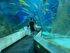 -芜湖新华联大白鲸海洋公园