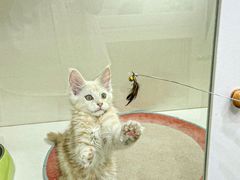 -青奢宠物·青奢猫舍