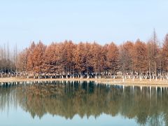 -香雪海