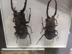 -上海昆虫博物馆