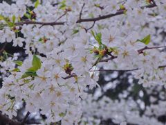 -武汉大学-樱园