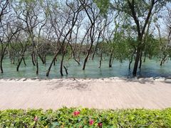 -宝安西湾红树林湿地公园
