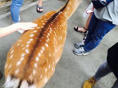 -清迈夜间动物园