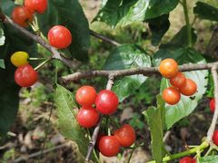 -樱桃山旅游景区