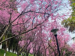 -龙头寺公园