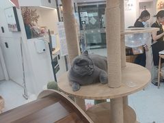 -喵园·猫主题咖啡厅·撸猫·猫咖(国贸店)