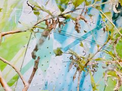 -上海大自然野生昆虫馆(东方明珠·爬宠昆虫探索中心)