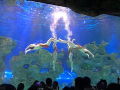 -芜湖新华联大白鲸海洋公园