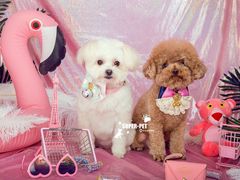 -超宠爱宠物摄影-Super pet