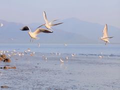 -深圳湾公园(南山区)