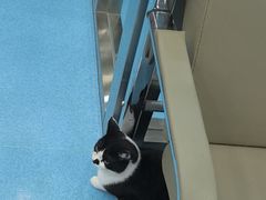 -万博宠物医院·手术·诊疗(未央凤城五路店)