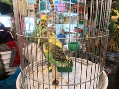 -双季花艺园艺市场(浦东店)