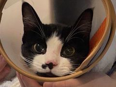 -御宝贝·A梦猫科宠物医院(国际猫友好医院)