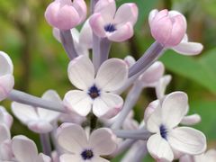 -海棠花溪(元大都城垣遗址公园)