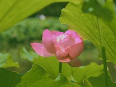 -陈家山荷花公园