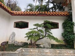 -深圳仙湖植物园
