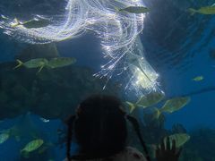 -海合安武汉极地海洋公园