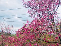 -天适樱花悠乐园
