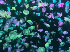 -珠海长隆海洋王国