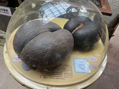 -正佳雨林生态植物园