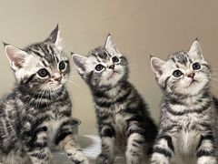 -lincat·猫舍(广州店)