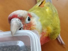 -吉丁鸟咖·异宠·寄养