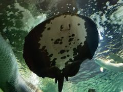 -上海海洋水族馆
