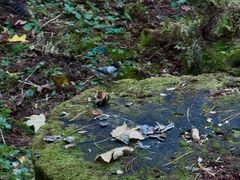 -五营红松林海景区