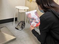 -凯特喵百思猫专科医院