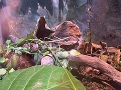 -正佳雨林生态植物园