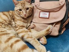 -滚猫咖啡·猫咖·猫友好撸猫(未来城店)