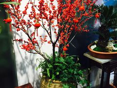 -双季花艺园艺市场(浦东店)