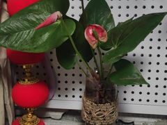 -海花锅盖烧烤店(怡馨家园店)