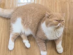 -滚猫咖啡·猫咖·猫友好撸猫(未来城店)