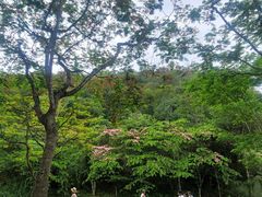 -野象谷景区