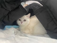 -纳吉亚猫专科动物诊疗中心(蒋宅口分院)