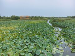 -荷塘月色湿地公园·向阳花洲