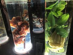 -广东中医药博物馆