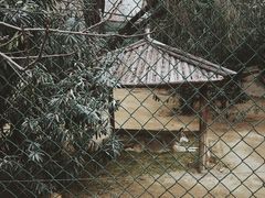 狼-郑州市动物园
