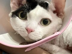 -四月宠物医院·猫专科·心脏专科·内科(转塘店)