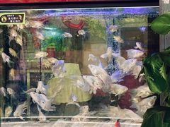 -溪岸路花鸟市场