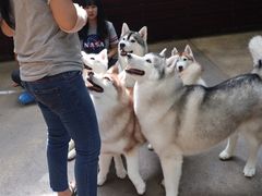 -TrueLove @ Neverland (Husky Cafe)