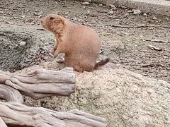 -成都动物园