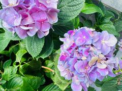 -金科花卉市场