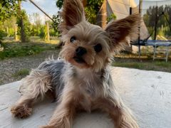 -安德鲁户外烧烤帐篷营地(马泉营店)