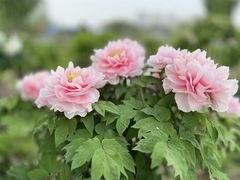-曹州百花园