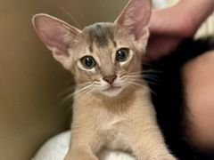 -欣宠猫屋·矮脚拿破仑·蓝金金渐层