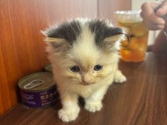 -楼上猫咖(罗湖店)