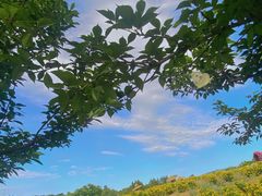 -紫颐香薰山谷景区