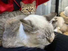 -松果猫咖(桐乡吾悦金街店)